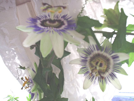 De passiebloem in het venster staat ook eindelijk in bloei